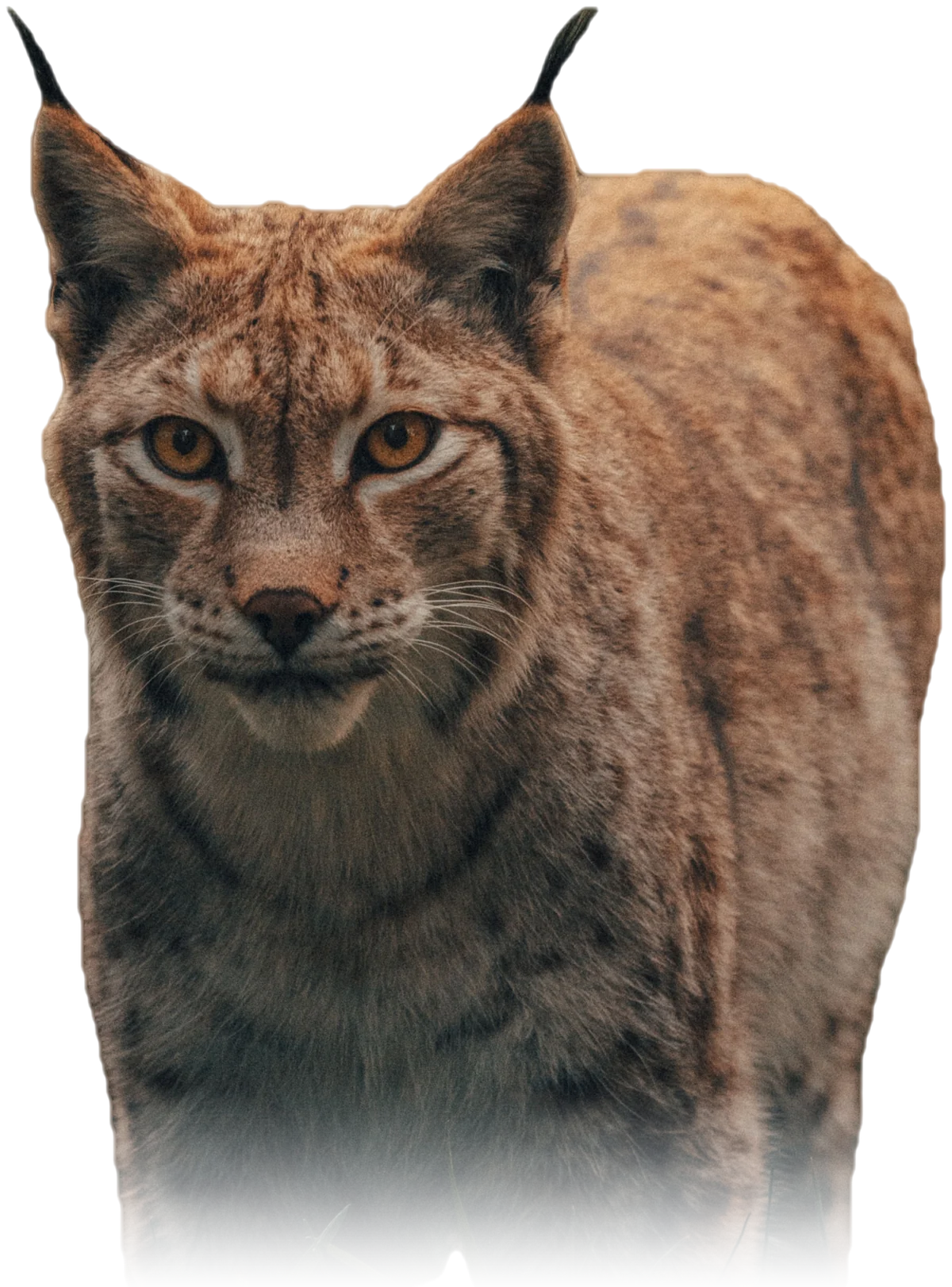 Lince-eurasiático de frente, olhando para a câmera